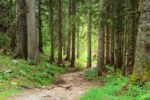 2014-07-05_Laengental-N-Hochweg (948)b. JPG